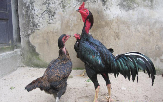 Tiêu chí lựa chọn gà giống để đúc gà chọi