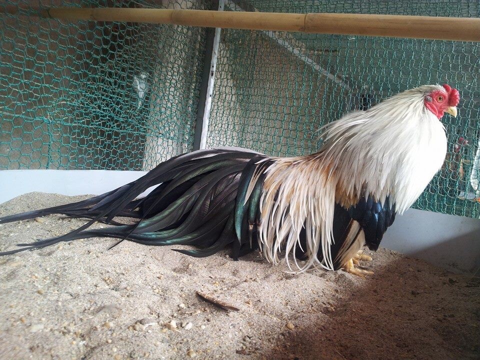 Tiết lộ cách chăm sóc gà chuối đạt hiệu quả cao nhất 6 Trong cách chăm sóc gà chuối cần lưu ý những điều gì