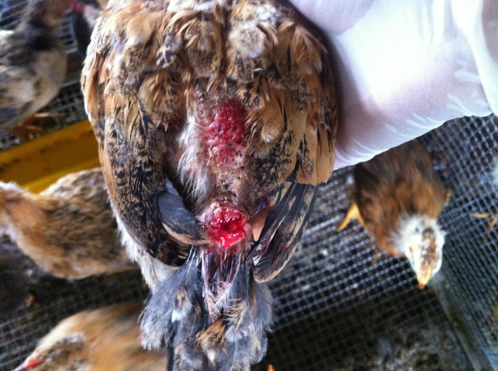 Trước khi tìm hiểu cách giúp gà đá không mổ nhau thì cần phải hiểu rõ nguyên nhân