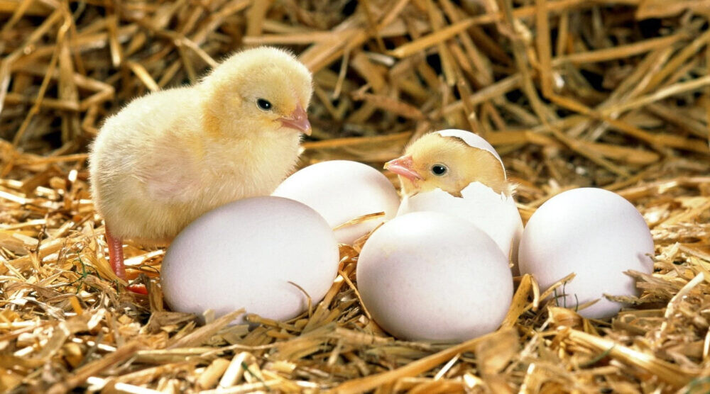 Có những sản phẩm thuốc úm gà con nào phổ biến? 8 Bạn nên sử dụng thuốc và liều lượng được khuyến cáo cho gà con