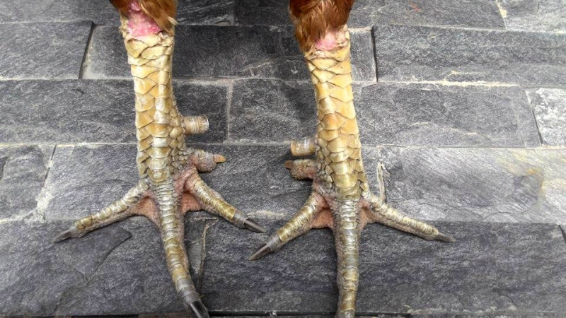 Hướng dẫn chọn vảy gà tài sư kê nên biết 6 Gà vảy tài là gì?