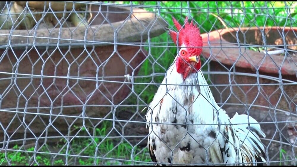 Gà bướm đá ngày nào tốt? Hướng dẫn chọn ngày chuẩn 12 Image