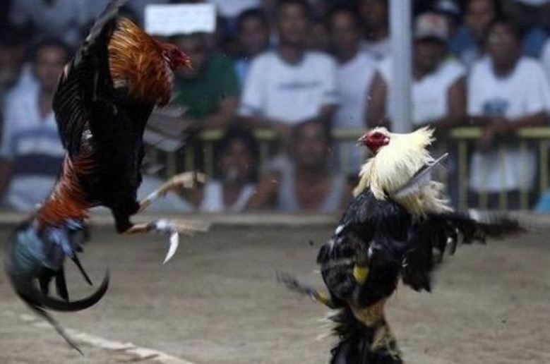 Đá gà CPC2 - Sân đá gà online đẳng cấp bạn nên khám phá 7 Bật mí cách chơi đá gà tại CPC2