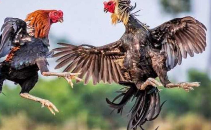 Đá gà CPC2 - Sân đá gà online đẳng cấp bạn nên khám phá 6 Ưu điểm nổi bật của sân đá gà CPC2 tại SV66