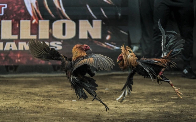 Giải đấu CPC1 được tổ chức ở trường gà quy mô lớn Campuchia hoặc Thomo