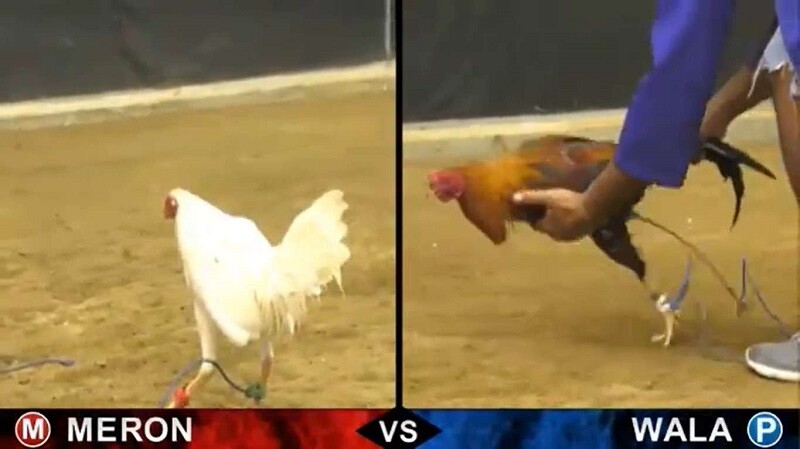 Đá gà online ăn tiền - Kiếm lợi nhuậna chỉ sau vài cú click 9 Các hình thức đá gà online phổ biến