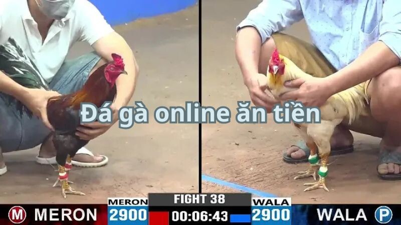 Đá gà online ăn tiền - Kiếm lợi nhuậna chỉ sau vài cú click 6 Giới thiệu về đá gà online