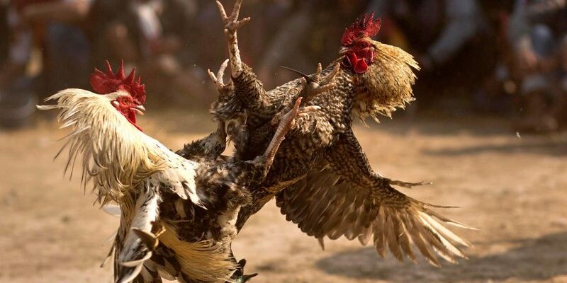 Luật chơi đá gà tại bồ gà C3 Thomo Campuchia