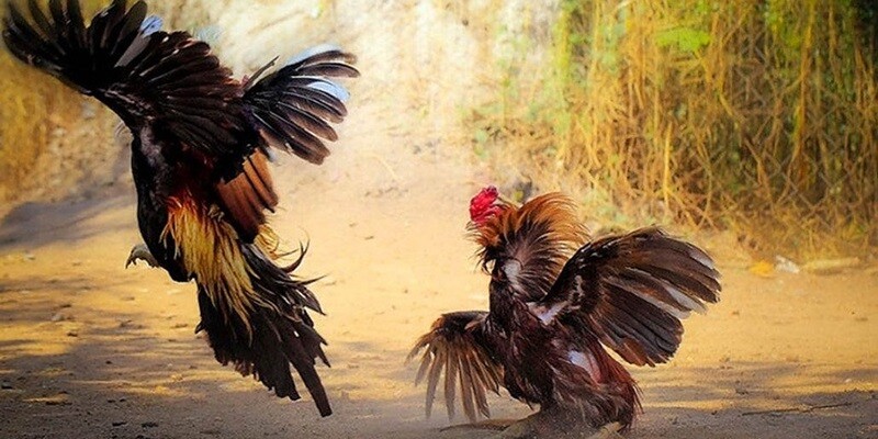 Các giải đấu gà Việt là một loại bồ gà C3 Thomo Campuchia