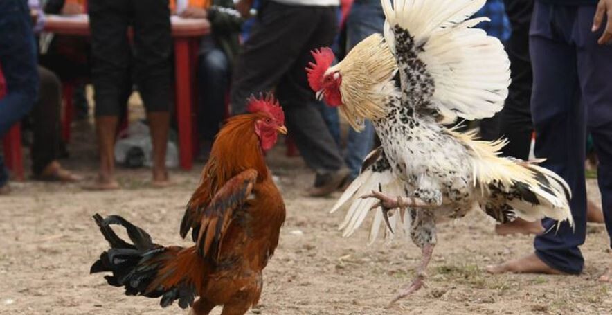 Đá gà CPC2 - Sân đá gà online đẳng cấp bạn nên khám phá 5 Sơ lược thông tin về đá gà CPC2 bạn nên biết