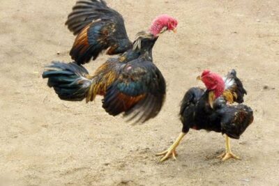 Thuật ngữ trong đá gà chi tiết cho người mới tham gia