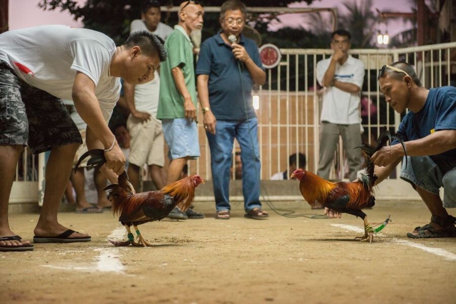 Bí quyết đá gà CPC4 thắng lớn cho người mới tham gia