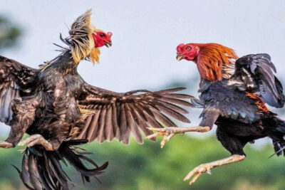 Bí quyết đá gà CPC4 thắng lớn cho người mới tham gia