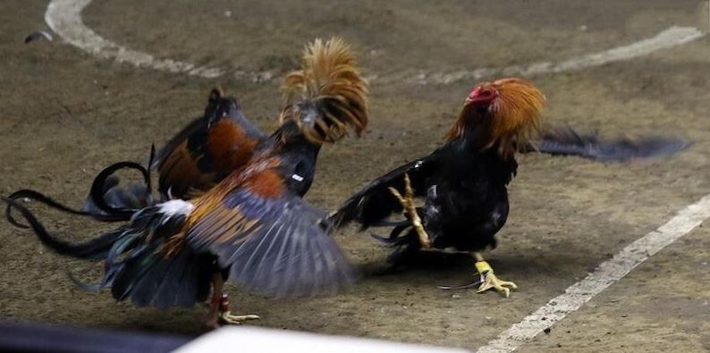 Đá gà CPC2 - Sân đá gà online đẳng cấp bạn nên khám phá 8 Bí kíp dễ thắng lớn khi cá cược đá gà tại CPC2 SV66